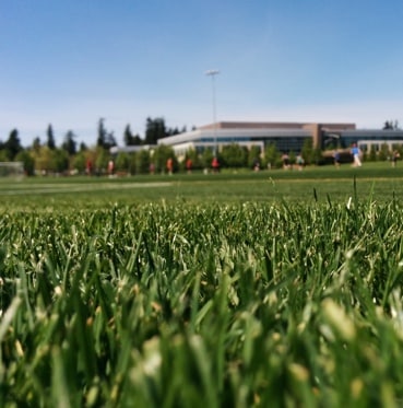 sports field grass