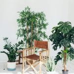 chair plants